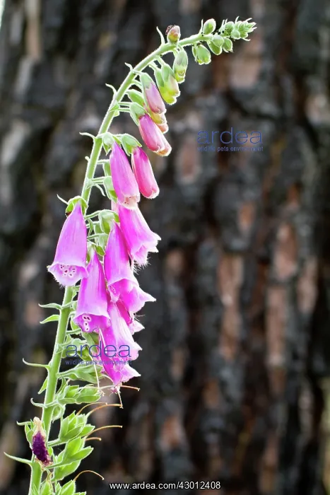 : Foxglove with burnt tree in background : Foxglove with burnt tree in background