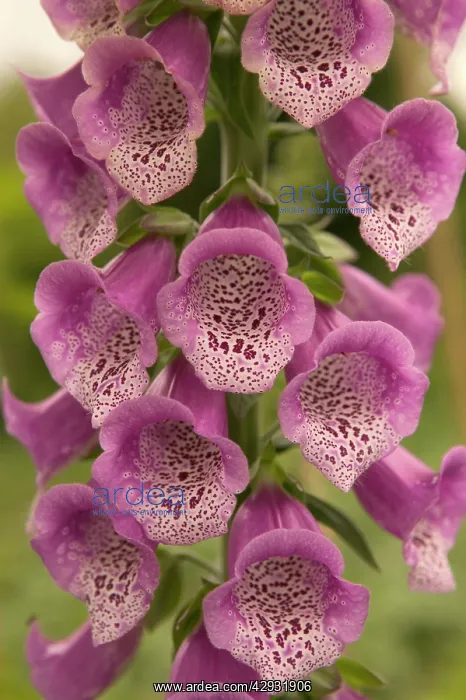 : Foxglove - close-up of flowers : Foxglove - close-up of flowers
