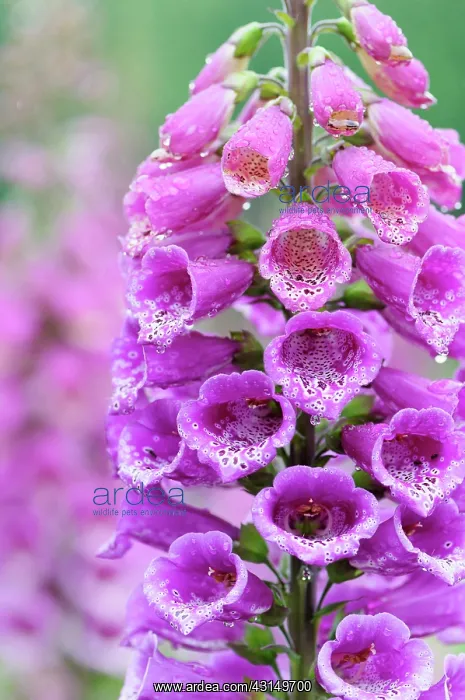 : Foxglove, Digitalis, Close up of bright pink coloured flower : Foxglove, Digitalis, Close up of bright pink coloured flower