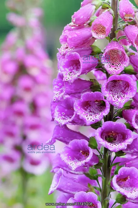 : Foxglove, Digitalis, Close up of bright pink coloured flower : Foxglove, Digitalis, Close up of bright pink coloured flower
