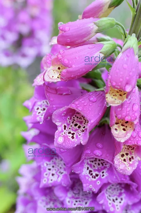 : Foxglove, Digitalis, Close up of bright pink coloured flower : Foxglove, Digitalis, Close up of bright pink coloured flower