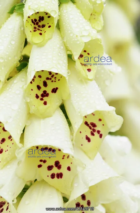  : Foxglove, Digitalis, Close up of white coloured flowers grow
