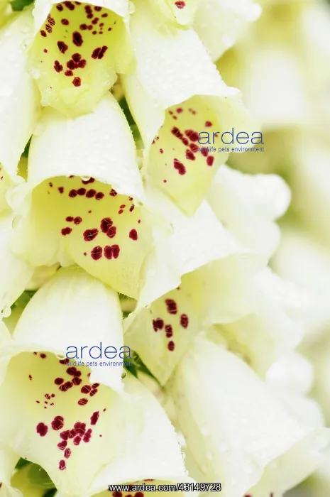 : Foxglove, Digitalis, Close up of white coloured flowers grow : Foxglove, Digitalis, Close up of white coloured flowers grow