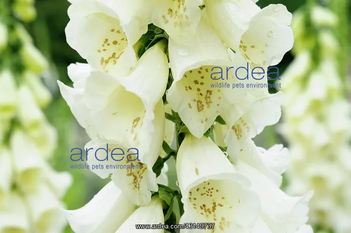 : Foxglove, Digitalis, Close up of white coloured flowers grow : Foxglove, Digitalis, Close up of white coloured flowers grow