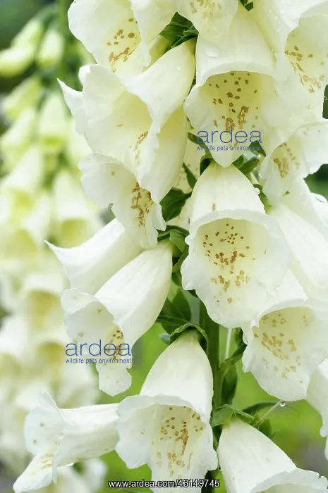: Foxglove, Digitalis, Close up of white coloured flowers grow : Foxglove, Digitalis, Close up of white coloured flowers grow