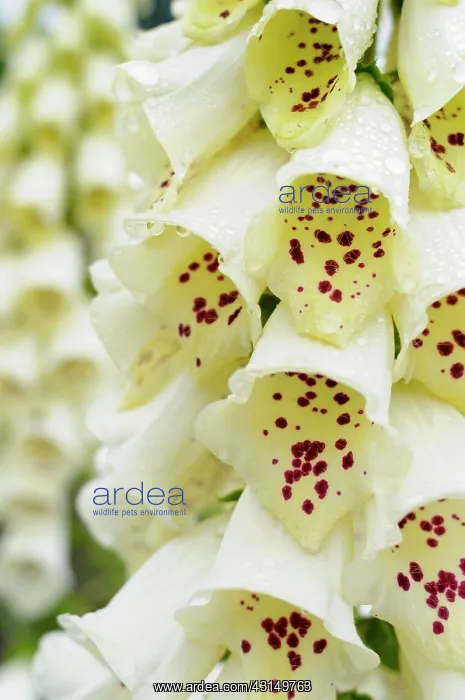  : Foxglove, Digitalis, Close up of white coloured flowers grow