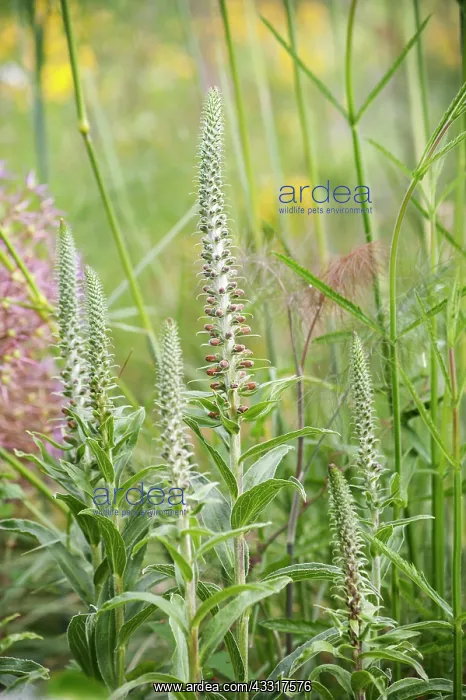 : Foxglove, Digitalis Ferruginea, Several spires of : Foxglove, Digitalis Ferruginea, Several spires of