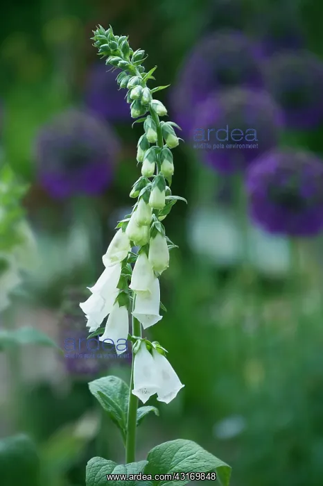 : Foxglove, Digitalis purpurea albiflora, tall stem of the whi : Foxglove, Digitalis purpurea albiflora, tall stem of the whi