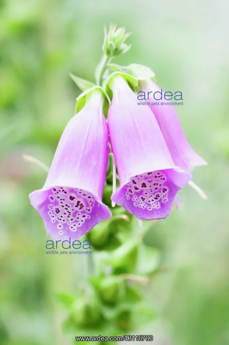 : Foxglove, Digitalis purpurea, close up showing pattern insid : Foxglove, Digitalis purpurea, close up showing pattern insid