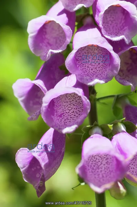 : Foxglove, Digitalis purpurea, close up showing pattern insid : Foxglove, Digitalis purpurea, close up showing pattern insid