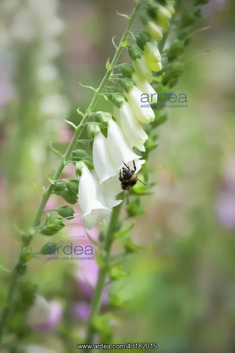 : Foxglove, Digitalis purpurea, Single stem of the : Foxglove, Digitalis purpurea, Single stem of the