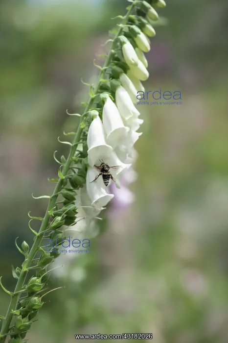 : Foxglove, Digitalis purpurea, Single stem of the : Foxglove, Digitalis purpurea, Single stem of the