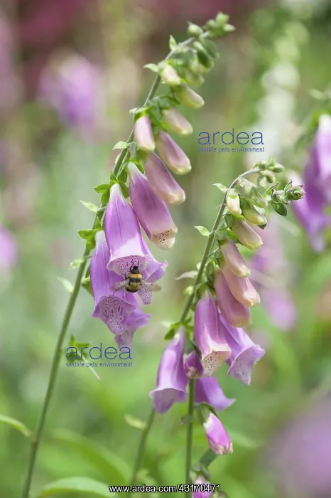 : Foxglove, Digitalis purpurea, Two stems with a Buff-tailed : Foxglove, Digitalis purpurea, Two stems with a Buff-tailed