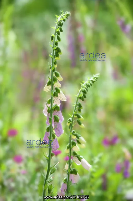 : Foxglove, Digitalis purpurea, Two stems with a Buff-tailed : Foxglove, Digitalis purpurea, Two stems with a Buff-tailed