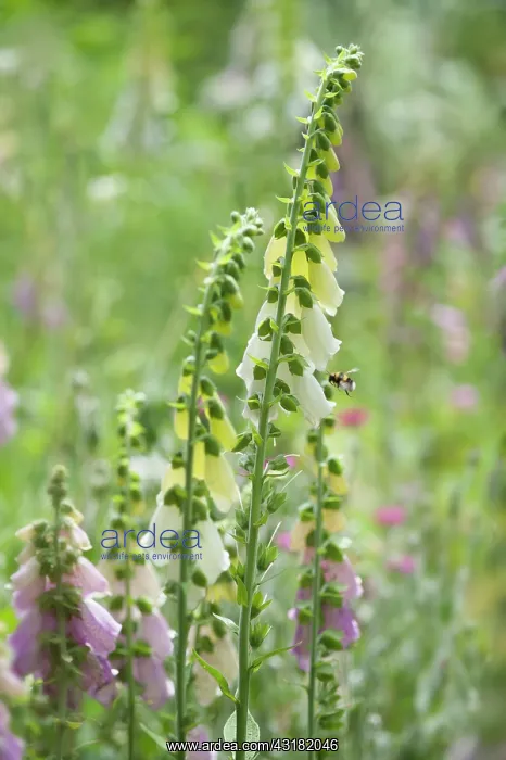 : Foxglove, Digitalis purpurea, Two stems with a Buff-tailed : Foxglove, Digitalis purpurea, Two stems with a Buff-tailed