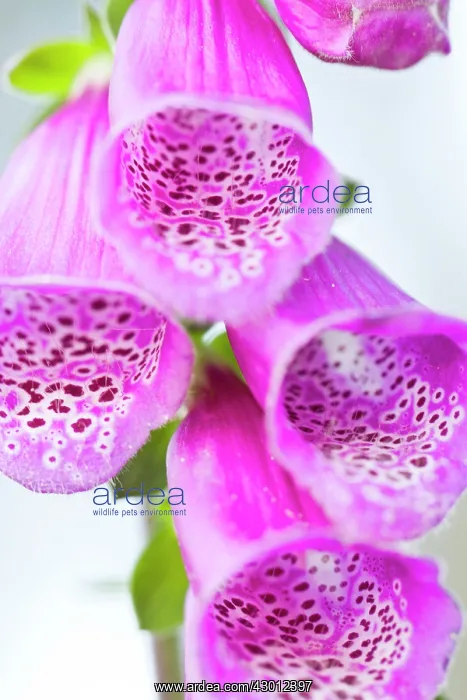 : Foxglove detail of flower : Foxglove detail of flower