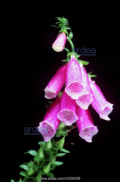  : FOXGLOVE - in flower