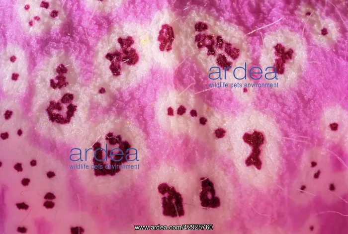 : Foxglove flower - close-up of petal : Foxglove flower - close-up of petal