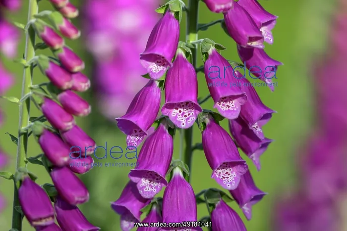  : Foxglove - Flower - UK
