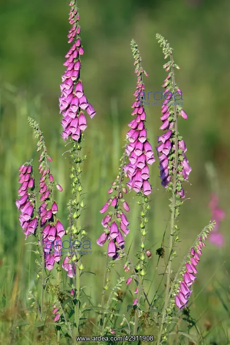 : Foxglove - flowering in forest clearing : Foxglove - flowering in forest clearing