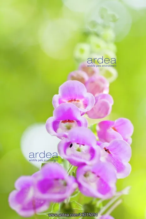 : Foxglove - flowers : Foxglove - flowers