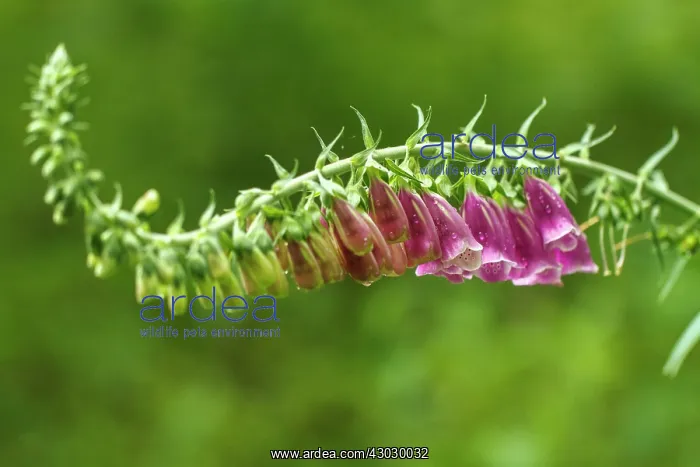  : Foxglove flowers on field Galicia, Spain