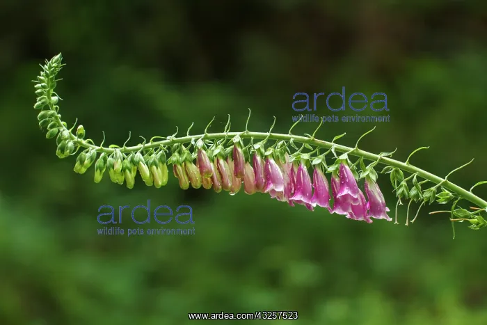 : Foxglove flowers on field Galicia, Spain : Foxglove flowers on field Galicia, Spain