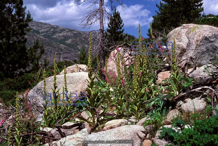 : Foxglove - and other mountain plants : Foxglove - and other mountain plants