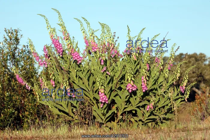 : Foxglove - plant flowering in Holm Oak scrub : Foxglove - plant flowering in Holm Oak scrub