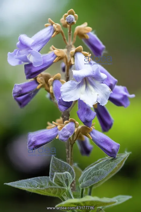: Foxglove tree, Paulownia tomentosa, Purple flowers : Foxglove tree, Paulownia tomentosa, Purple flowers