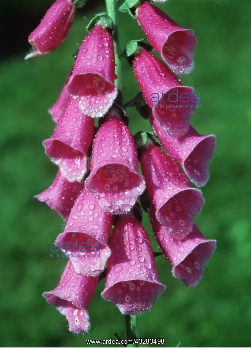 : FOXGLOVE - with water drops : FOXGLOVE - with water drops