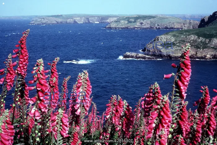 : Foxgloves : Foxgloves
