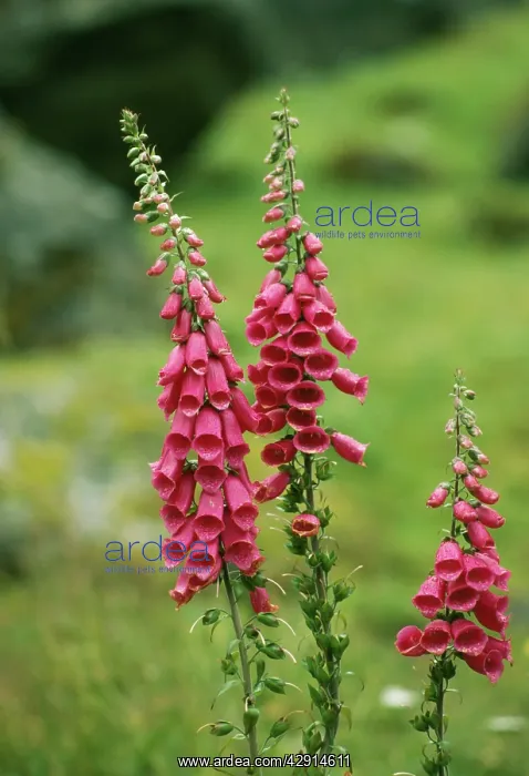  : FOXGLOVES (Digitalis purpurea)
