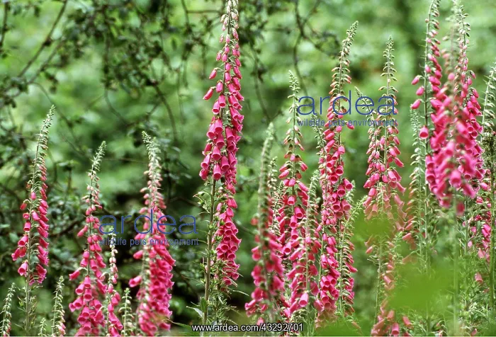 : FOXGLOVES : FOXGLOVES