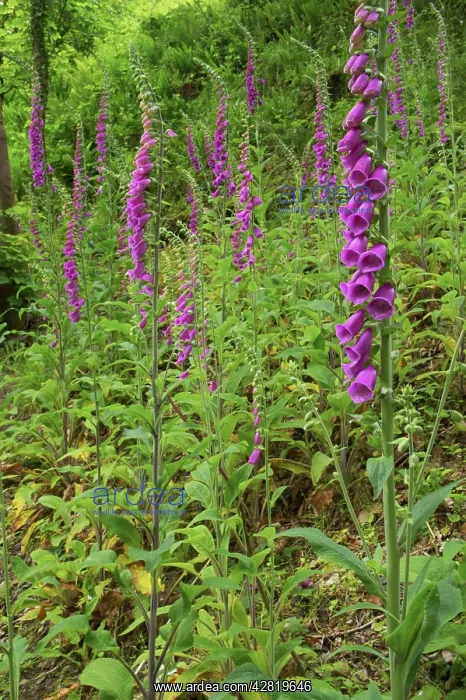 : Foxgloves on bank : Foxgloves on bank