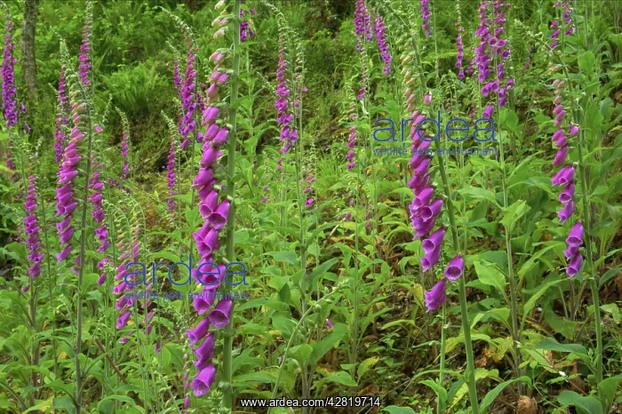 : Foxgloves on bank : Foxgloves on bank