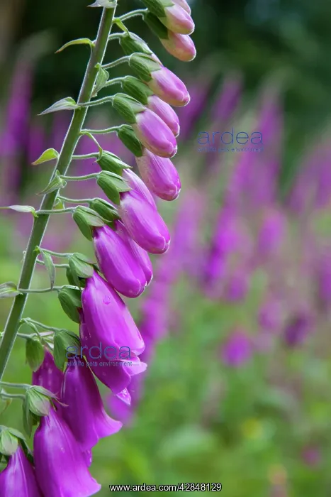 : Foxgloves - in flower : Foxgloves - in flower