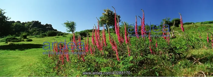 : FOXGLOVES - With Greator Rocks in background : FOXGLOVES - With Greator Rocks in background