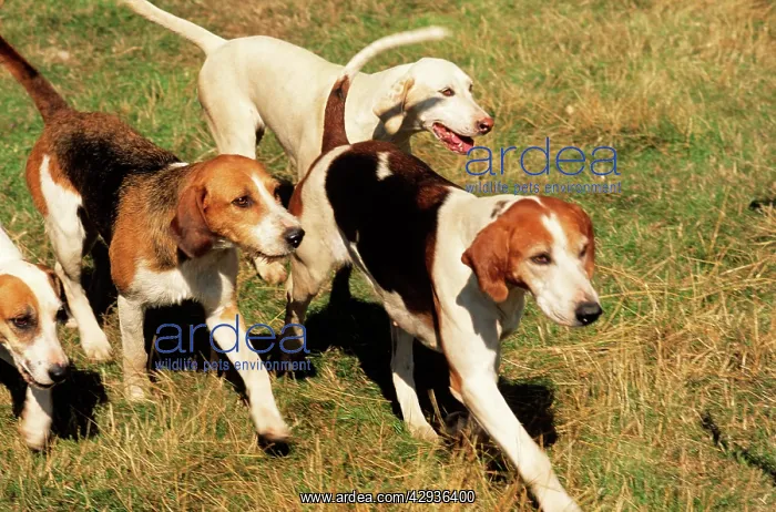  : FOXHOUNDS