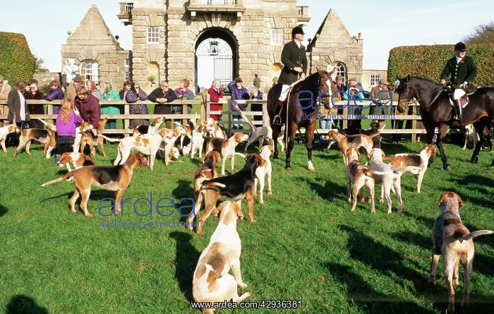 : FOXHUNTING - Duke of Beaufort's hunt : FOXHUNTING - Duke of Beaufort's hunt