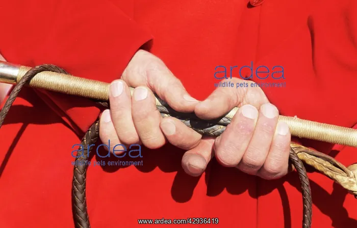 : FOXHUNTING - Huntsman's hands & whip, detail : FOXHUNTING - Huntsman's hands & whip, detail