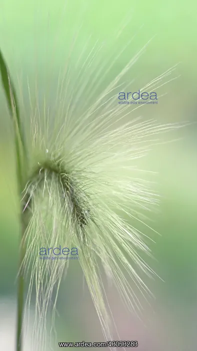 : Foxtail barley : Foxtail barley