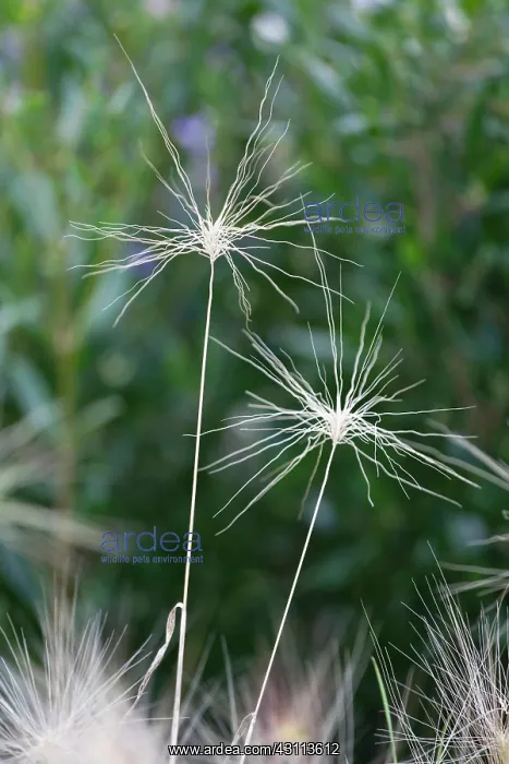 : Foxtail Barley, Squirrel tail grass, Hordeum jubatum, Two : Foxtail Barley, Squirrel tail grass, Hordeum jubatum, Two
