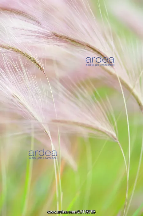 : Foxtail Barley, Squirrel tail grass, Hordeum jubatum feather : Foxtail Barley, Squirrel tail grass, Hordeum jubatum feather