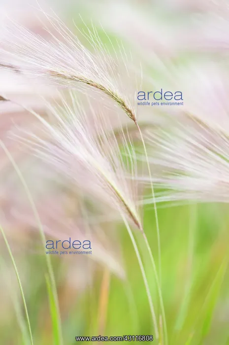 : Foxtail Barley, Squirrel tail grass, Hordeum jubatum feather : Foxtail Barley, Squirrel tail grass, Hordeum jubatum feather