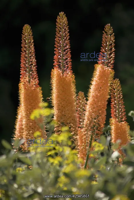 : Foxtail lily : Foxtail lily
