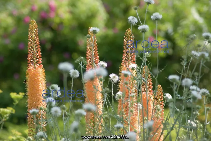 : Foxtail lily : Foxtail lily