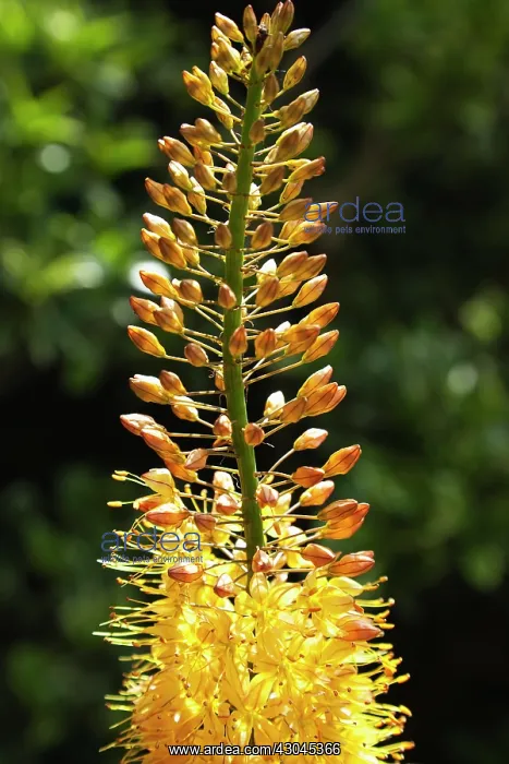 : Foxtail lily : Foxtail lily