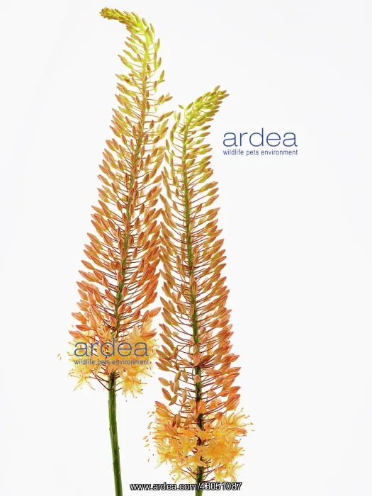 : Foxtail lily : Foxtail lily