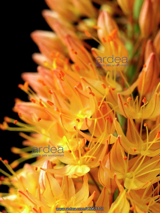 : Foxtail lily : Foxtail lily